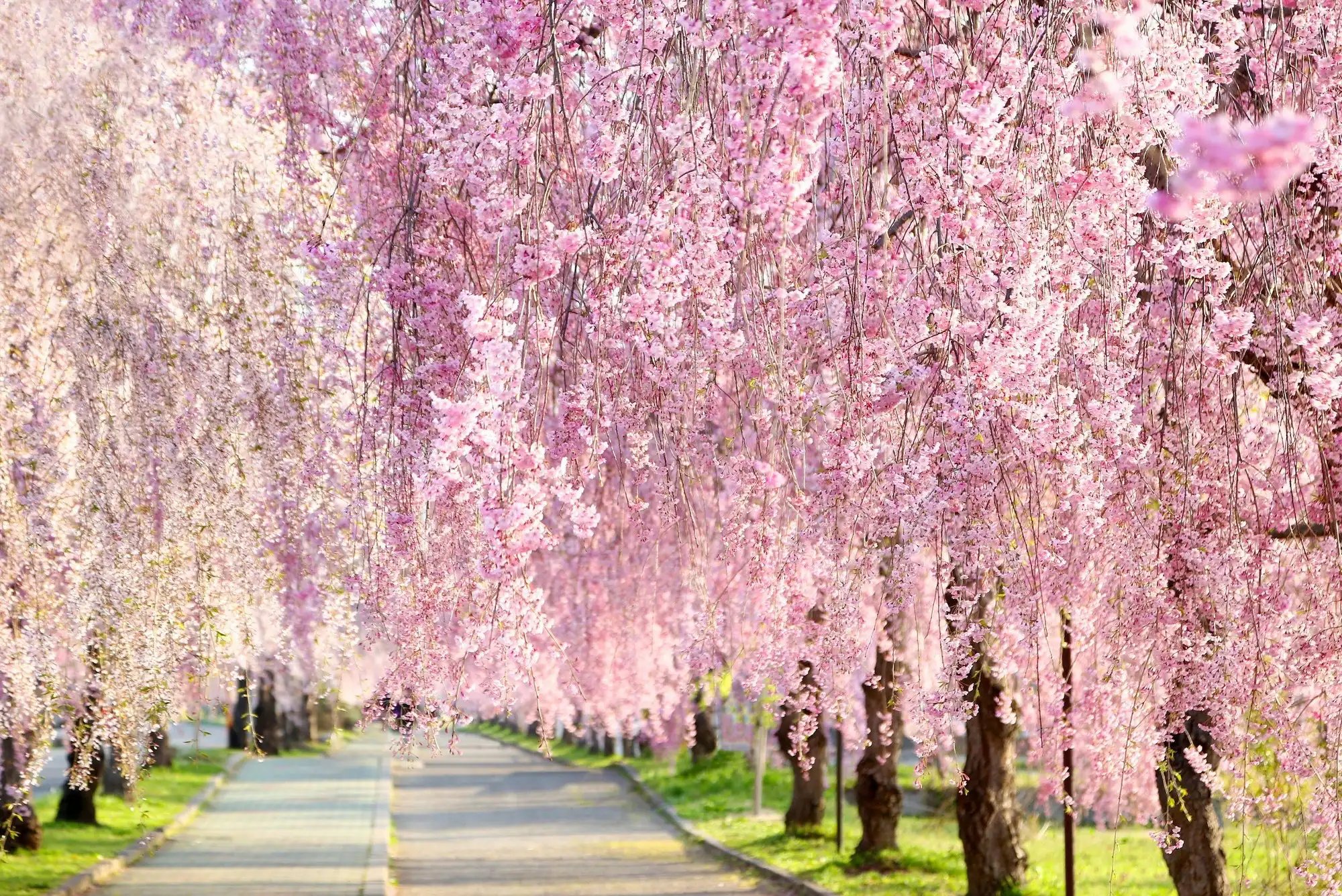 🌳 다이센 공원 (大仙公園) 이미지 8